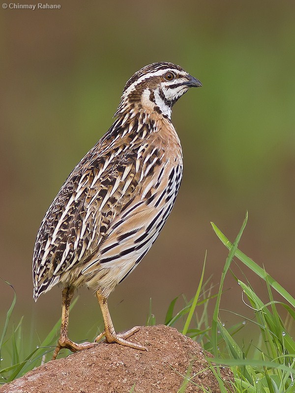 Upland Ground Birds